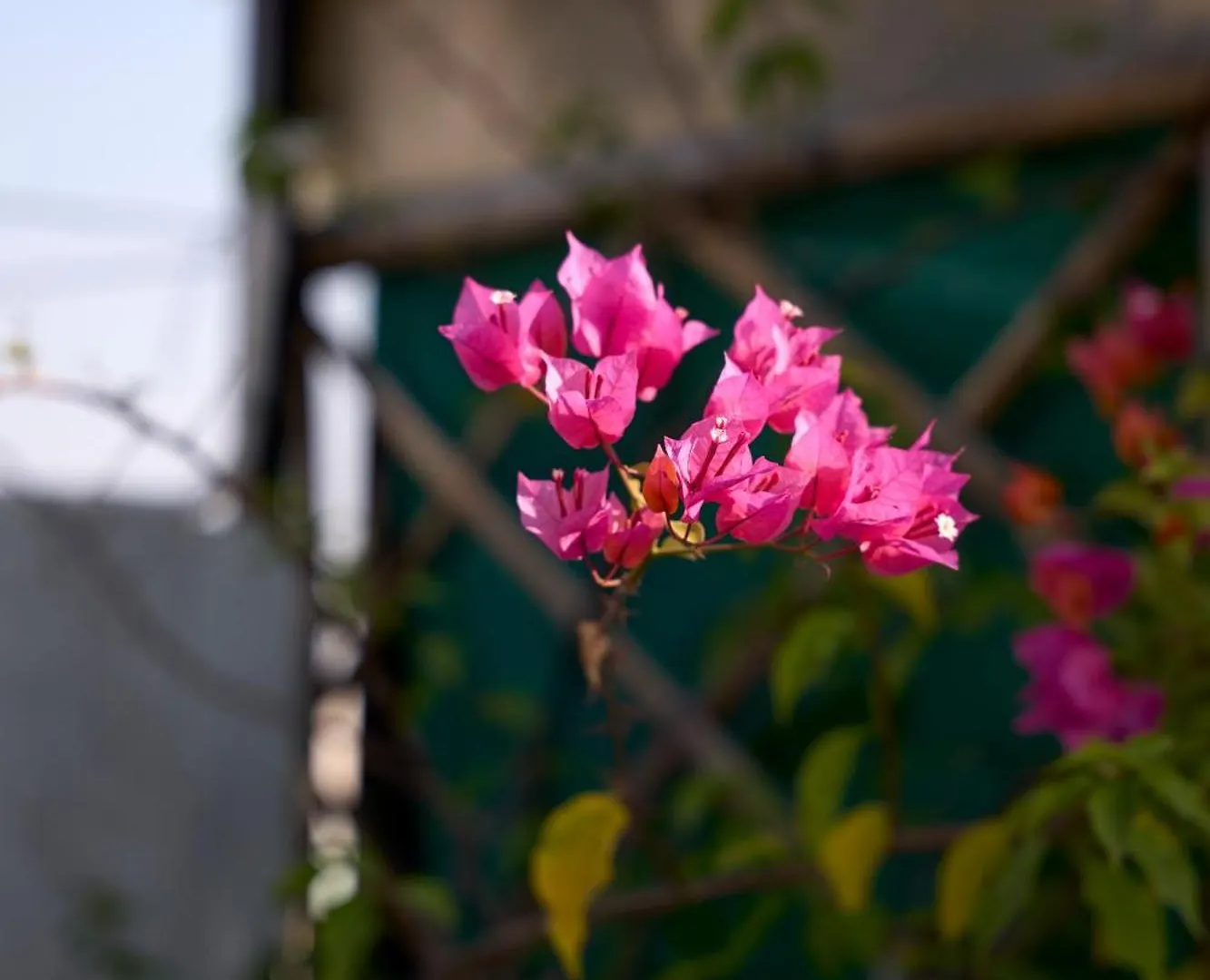 Ticana 2 Bedroom Living & Kitchen With Lake View Garden Rooftop Udaipur Daire